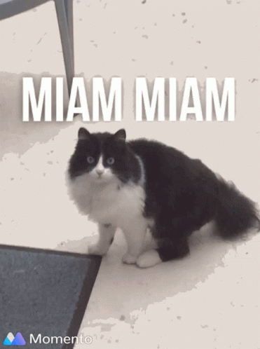 Cat Miam Miam GIF - Cat Miam Miam GIFs