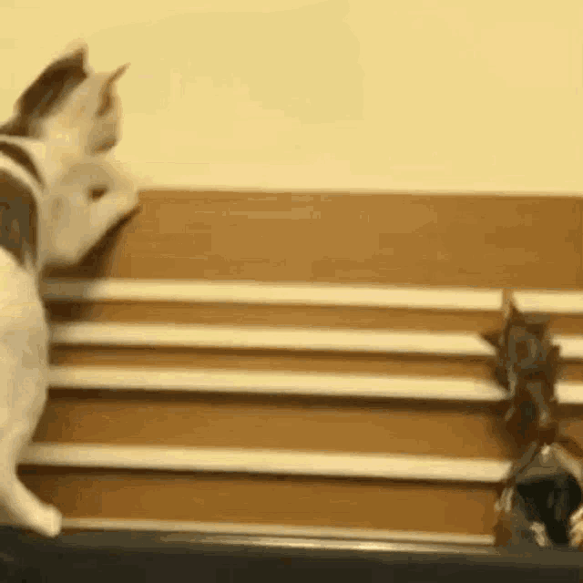 Wusuntory Cat GIF - Wusuntory Wusun Cat GIFs