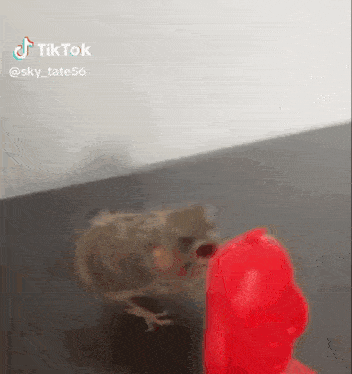a squirrel is standing next to a red teddy bear .
