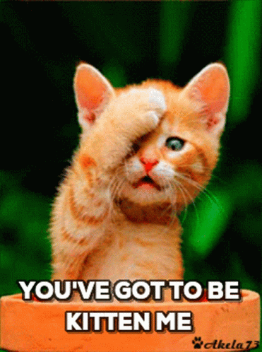 Good Morning Youve Got To Be Kitten Me GIF - Good Morning Youve Got To Be Kitten Me Blink GIFs