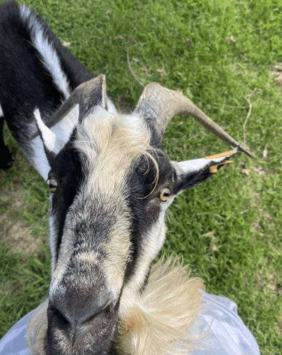Goat Images Play Time GIF - Goat Images Play Time Come On GIFs
