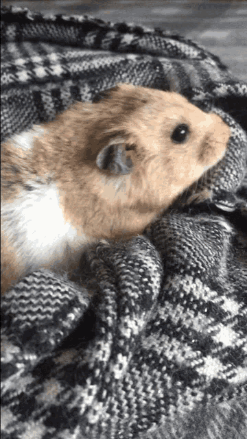 Hamster Cute GIF