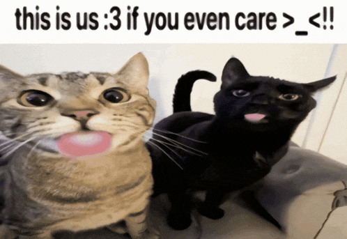 two cats with their tongues out and the words " this is us 3 if you even care > < !! "
