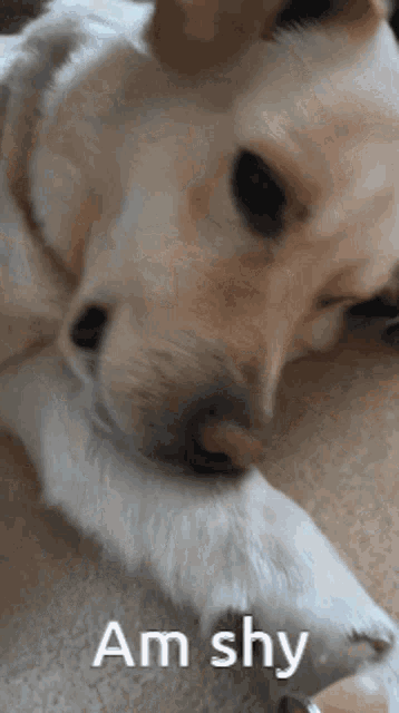 a close up of a dog 's paw with the words am shy written below it