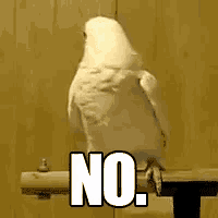 a white parrot is standing on a wooden perch with the words no .