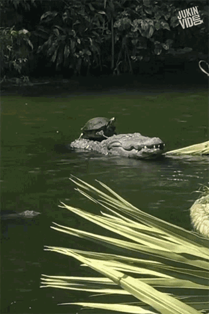 Crocodile Turtle GIF - Crocodile Turtle Back Riding GIFs