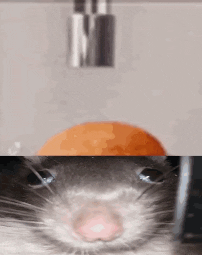 a close up of a hamster 's nose with a screwdriver in the background