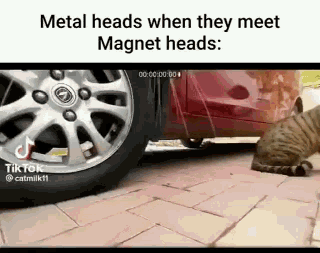 Metal Heads Cats GIF - Metal Heads Cats Magnets Heads GIFs