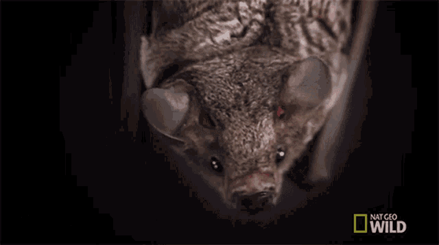 Yawning Lesser Long Nosed Bat GIF - Yawning Lesser Long Nosed Bat Nocturnal Animals GIFs