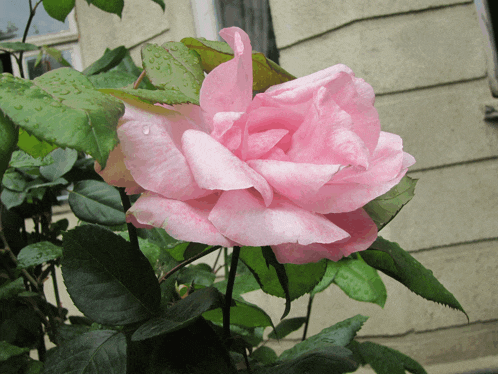 a close up of a pink rose with water drops on it