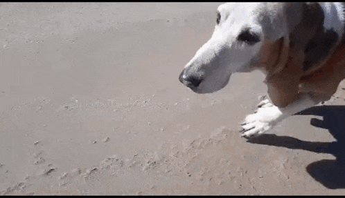 a dog is standing on a sandy beach looking at something .