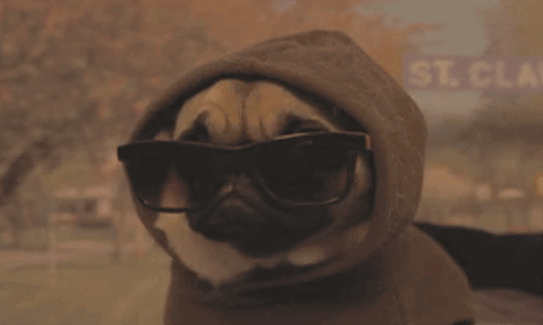 Turnt Pug GIF - Dog Cool Sunglasses GIFs