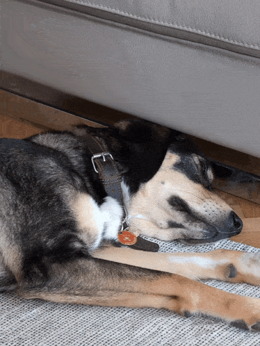 a brown and black dog with a tag that says ' amanda ' on it