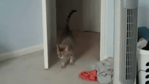 Scare-a-cat GIF - Funnycats Youtube Audio GIFs