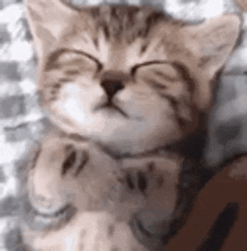 Sleep Cat GIF - Sleep Cat Cat Sleep GIFs