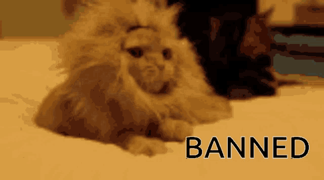a cat with a lion mane laying on a bed with the word banned in the corner