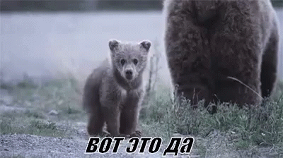 медведь медвежонок вот это да вау GIF - Bear Bear Cub Walking GIFs