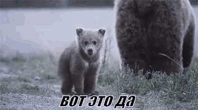 a mother bear and her baby bear are standing next to each other in a field .