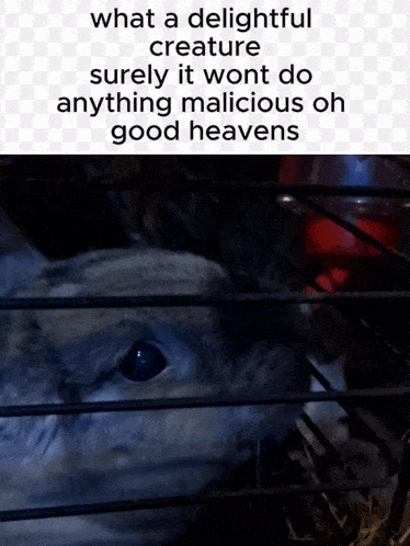 a rabbit in a cage with the words what a delightful creature