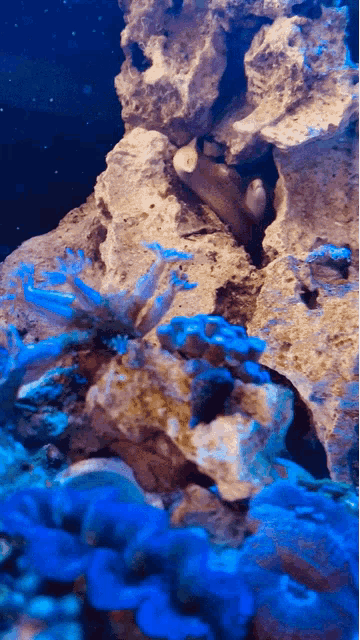 Eel Moray GIF - Eel Moray Fishes GIFs