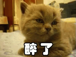 醉了，猫咪，萌宠，无语，绝望，晕倒 GIF - Drunk Kitten Cat GIFs
