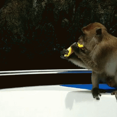 Monkey Greedy GIF - Monkey Greedy Banana GIFs