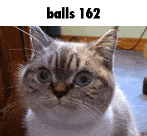 a close up of a cat with the words balls 162 written above it