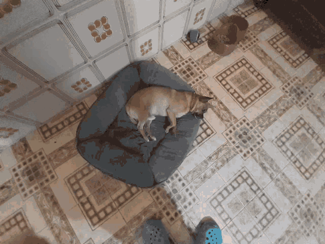 a dog is laying in a dog bed on the floor