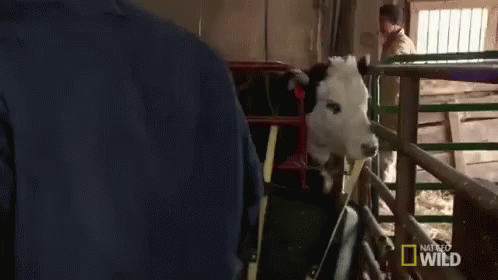 I'M Gonna Get You! GIF - Cows Mad Cow Dr Pol GIFs