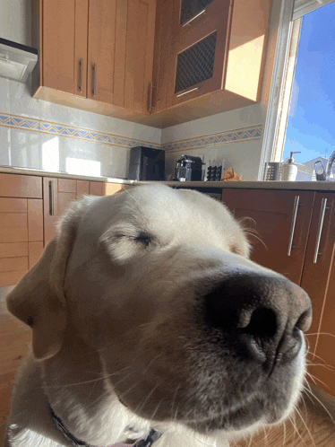 a close up of a dog 's nose with a kitchen in the background