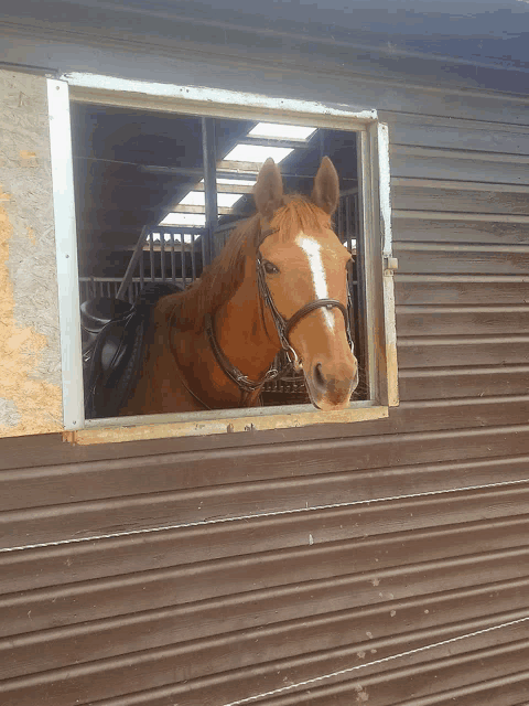 a brown horse with a white spot on its nose looks out of a window