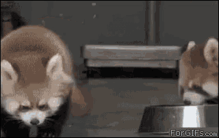 two red pandas are standing next to each other in front of a metal bowl .