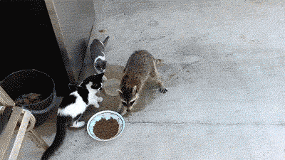 Fast Food GIF - Animals Cats Racoons GIFs