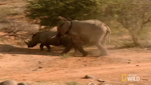 Chasing Elephant Vs Rhino Animal Fight Night GIF - Chasing Elephant Vs Rhino Animal Fight Night World Rhino Day GIFs