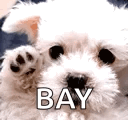 Good Bye Bye GIF - Good Bye Bye Dog GIFs