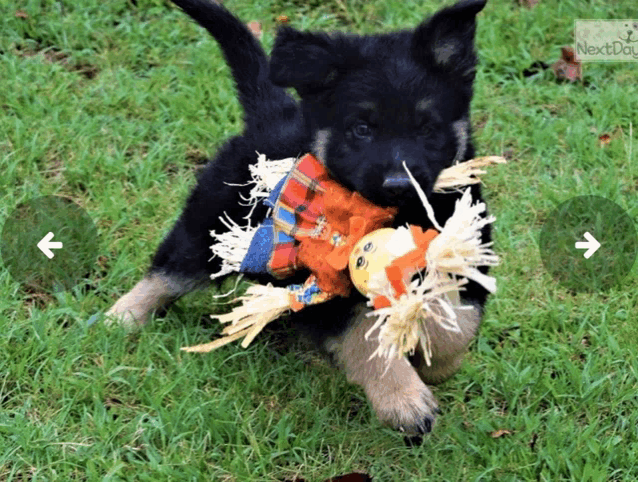 a puppy is playing with a stuffed scarecrow and next dog is visible