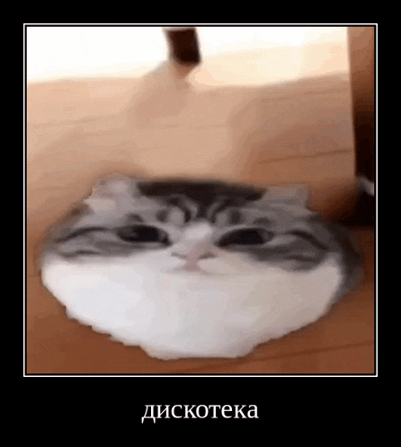a cat 's head is sitting on a wooden floor in a frame .