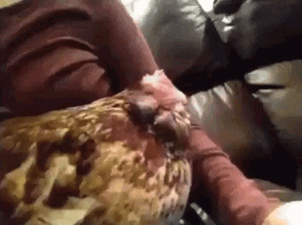 a person is holding a chicken on a couch in a room .
