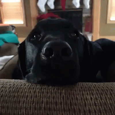 Dog Shocked GIF - Dog Shocked Surprised GIFs