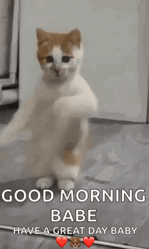 a cat is standing on its hind legs with a good morning babe have a great day baby message .