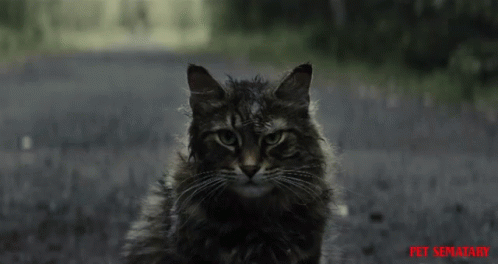 Grumpy Cat Looking GIF - Grumpy Cat Looking Staring GIFs