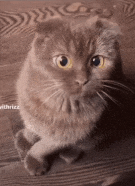 Cute Grey Cat Big Eyes GIF - Cute Grey Cat Big Eyes Big Pupil Cat GIFs