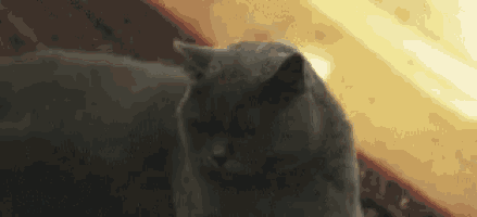 a close up of a cat 's face in a dark room