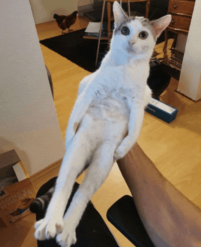 a white cat is sitting on someone 's arm with a box in the background that says ' microsoft '