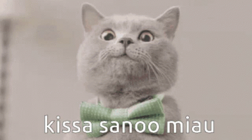 Kissa Sanoo GIF - Kissa Sanoo Miau GIFs