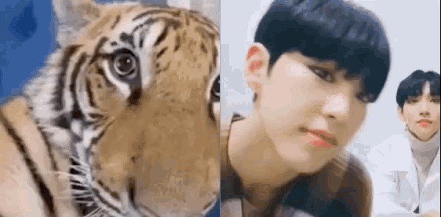 a close up of a tiger and a close up of a boy 's face .