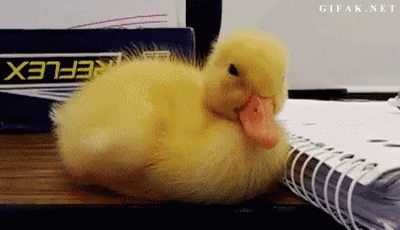 Sleepy Duckling GIF - Sleepy Tired Duckling GIFs