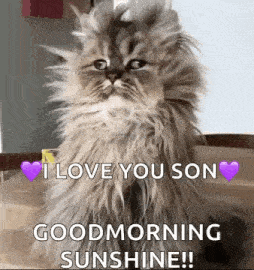 a fluffy cat is sitting on a wooden table and says `` i love you son good morning sunshine ! ''