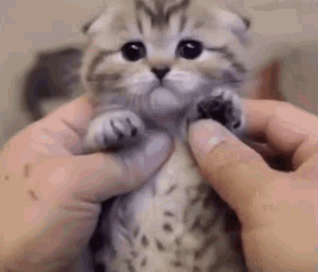 Kitten Hello GIF - Kitten Hello Bye Bye GIFs