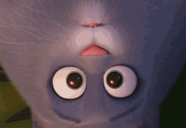 a close up of a cat 's face with a surprised look on its face